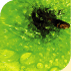 perfecataire green apple liquid