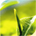 perfecatire green tea liquid