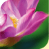 perfecatire lotus liquid