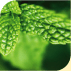 eucalyptus and peppermint liquid