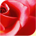 perfectaire rose liquid