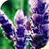tea tree and lavender liquid