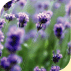 perfectaire lavender liquid
